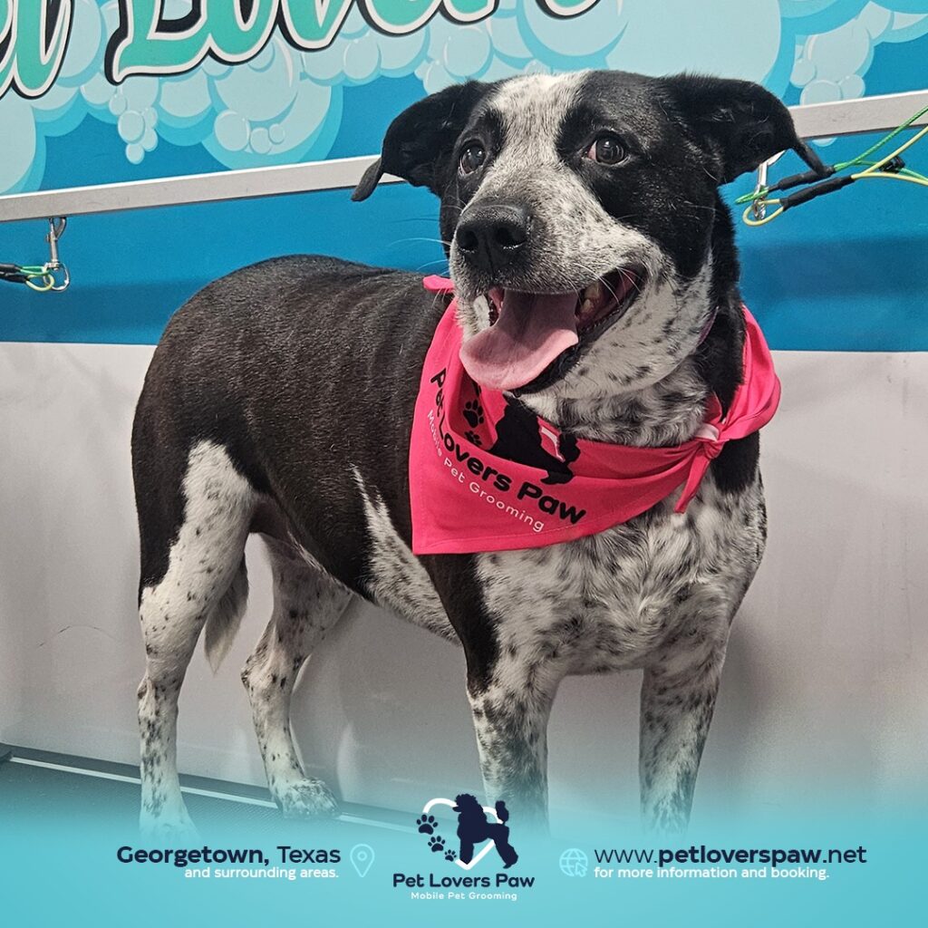 Instagram post from petloverspawgrooming. This post is in position 8.