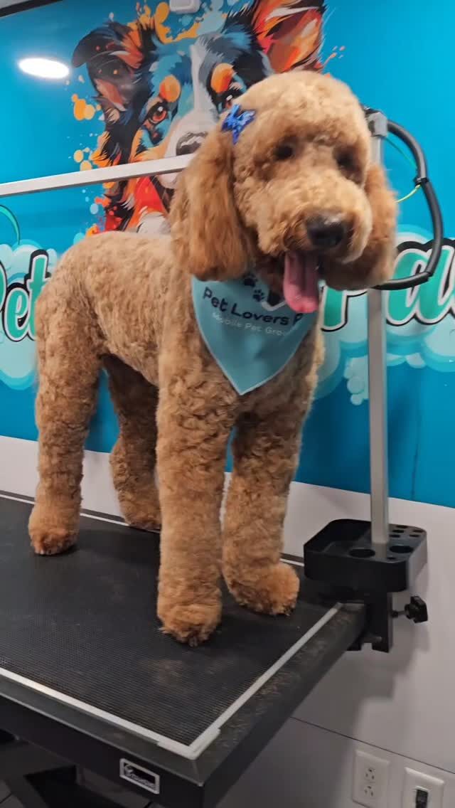 Instagram post from petloverspawgrooming. This post is in position 6.