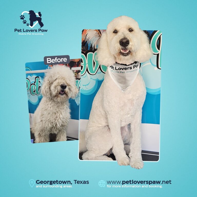 Instagram post from petloverspawgrooming. This post is in position 7.