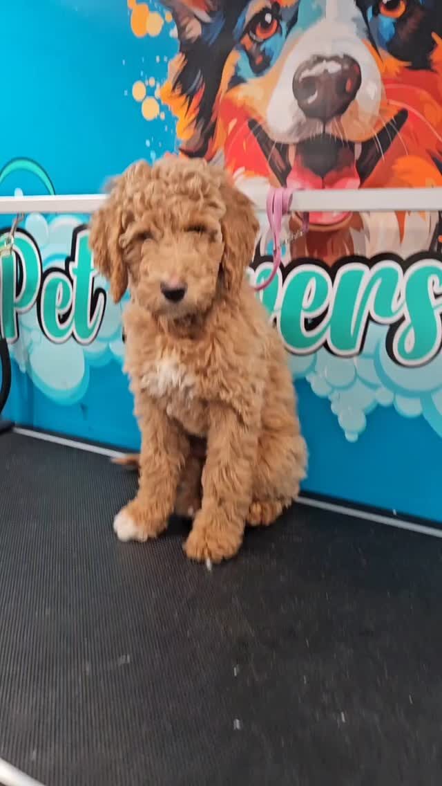 Instagram post from petloverspawgrooming. This post is in position 10.